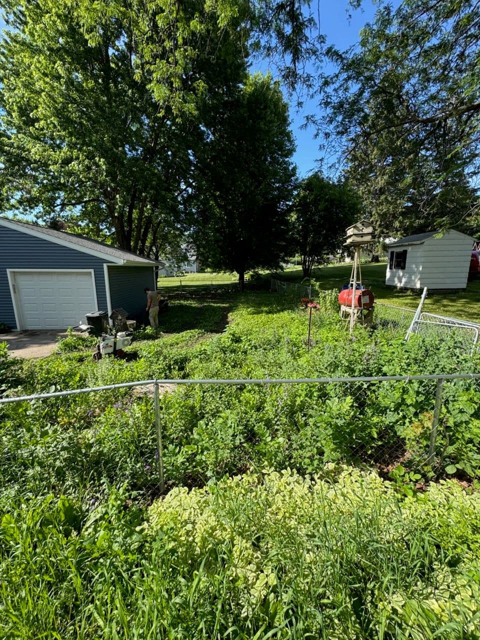 Transform Your Wild Yard with Expert Care image